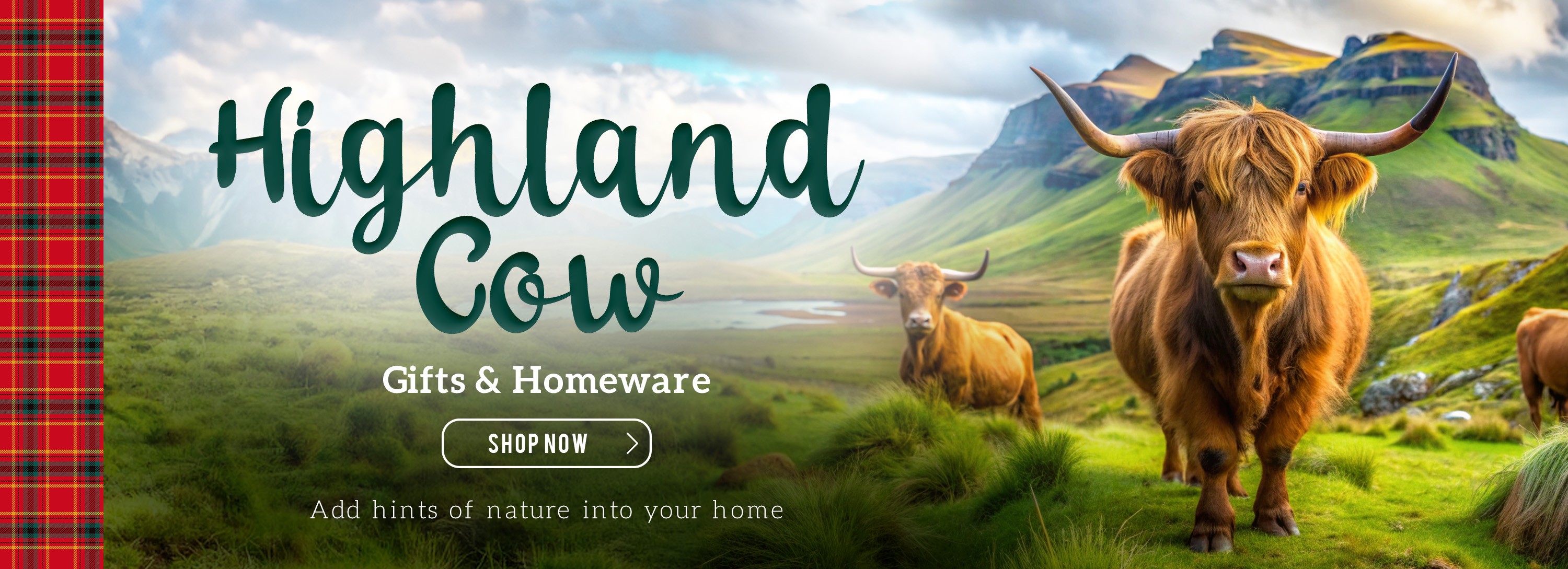 Highland Cow
