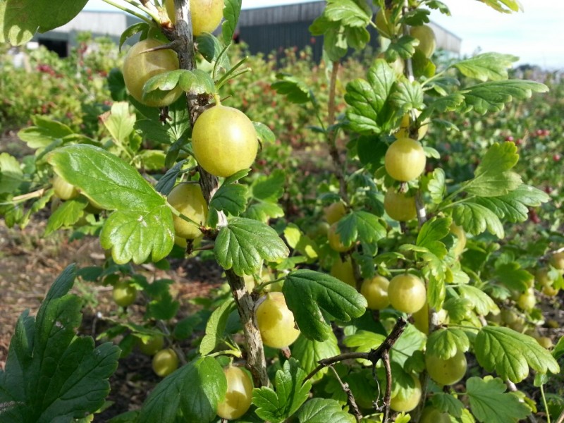 Best Gooseberry Varieties, Bill Beardsworth's Picks