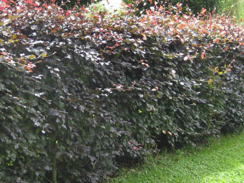 Copper Beech Hedging from Beardsworths