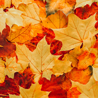 Autumn Homewares Autumn Homewares