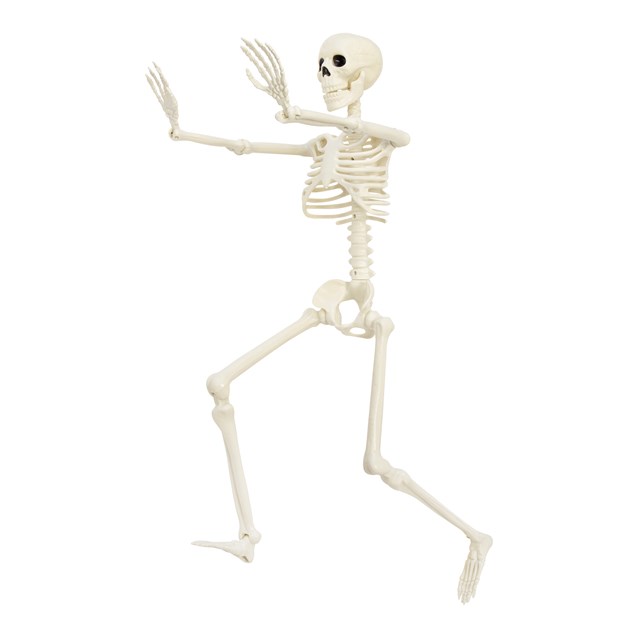 90cm Skeleton 90cm Skeleton
