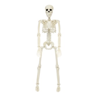 90cm Skeleton