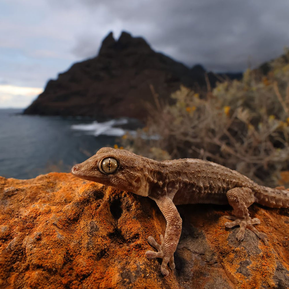 entre-escamas-descubre-anaga-fotografía