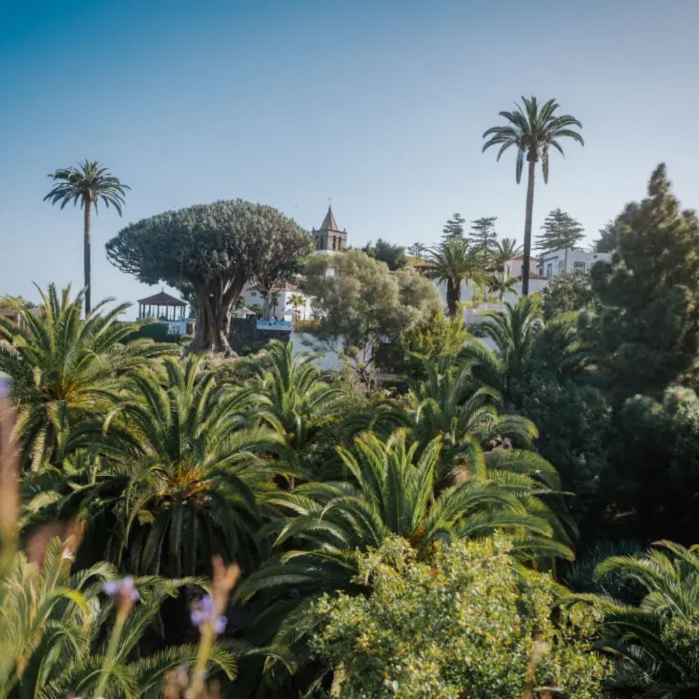 concurso fotografía ficmec parque del drago tenerife 2026