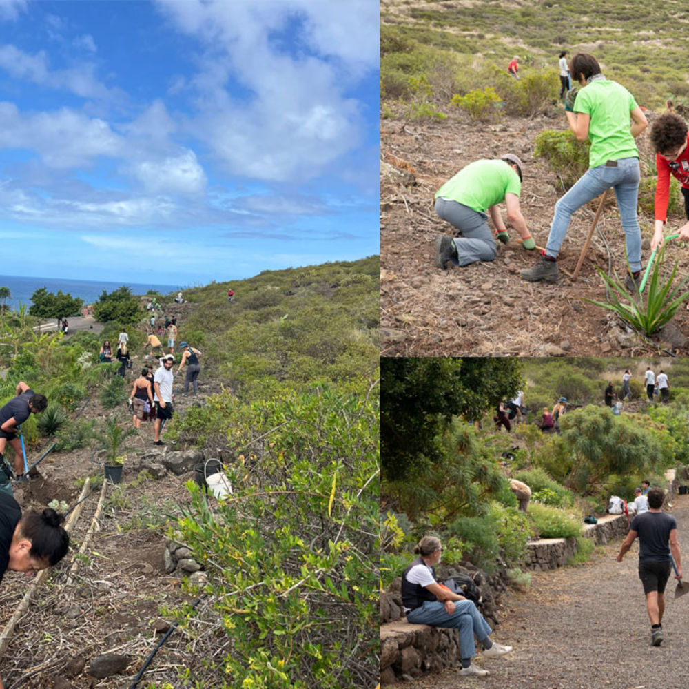 Keroxen celebra una nueva jornada de reforestación en Bajamar tenerife noviembre 2025