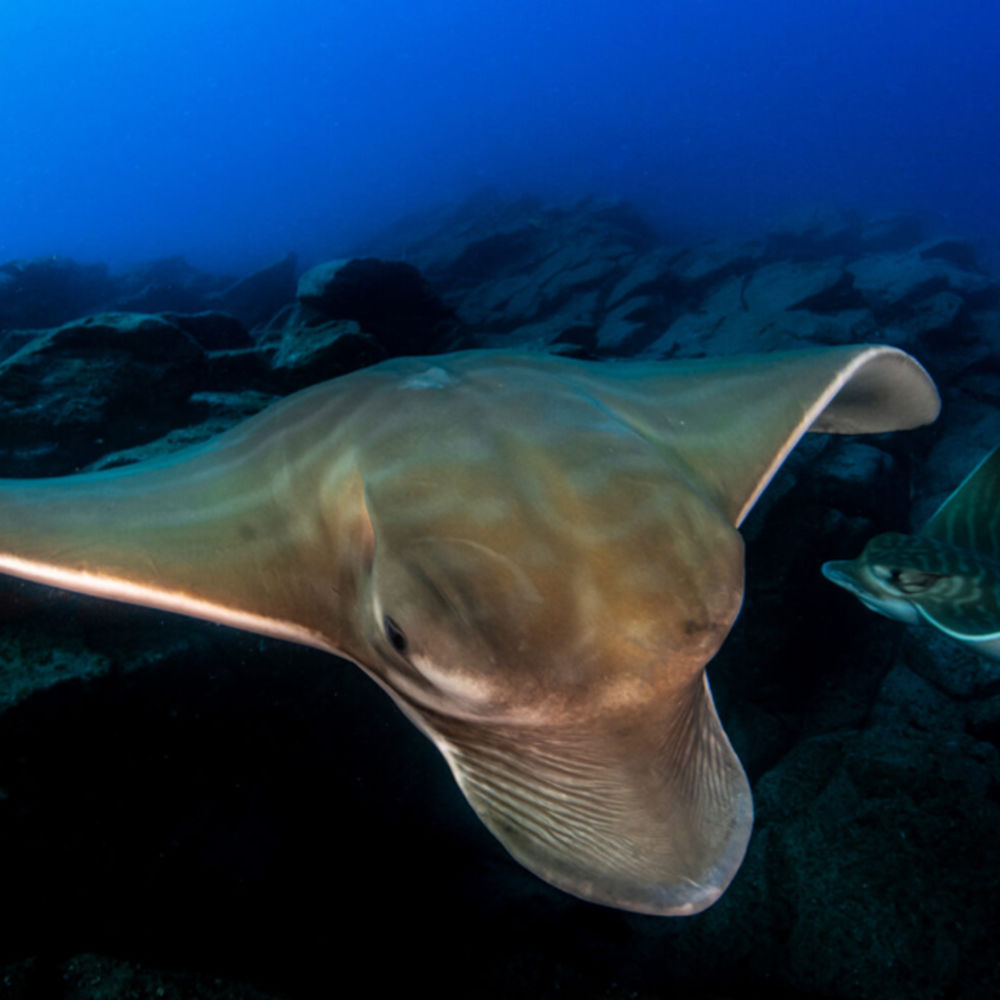 Jesús Yeray Delgado Dorta el-pulso-del-oceano