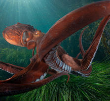 Cimasub Tenerife 2026