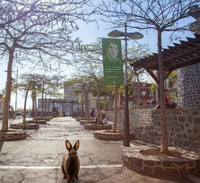 I Jornadas de Bienestar Animal Adeje