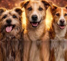 Festival Benéfico ADEPAC