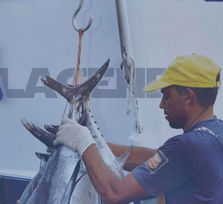 XII Feria del pescado de Arona - 2026
