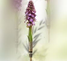 FlorAguere 2026