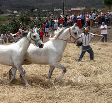 Fiestas El Palmar 2026 - Buenavista del Norte