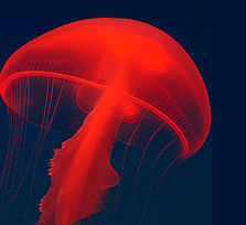 'Manel El Especialista'