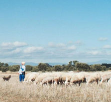 Proyecciones de La Pinochera