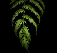 Fotografías de Tomás Rodríguez - Festival Encuentros en el M/A/L 2026