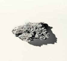 'Alguien recordará al gallotia auritae'