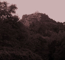 La senda del castaño