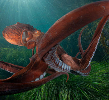 Cine, océano y conciencia ambiental en Cimasub 2026 tenerife