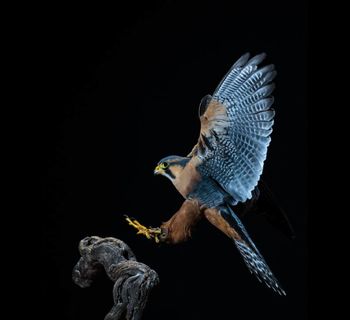 Encuentros en el M/A/L 2026 muestra la visión fotográfica de Jesús Rodríguez Falcón