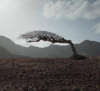 'Amílcar' y 'Nós, povo das ilhas' en Docanarias 