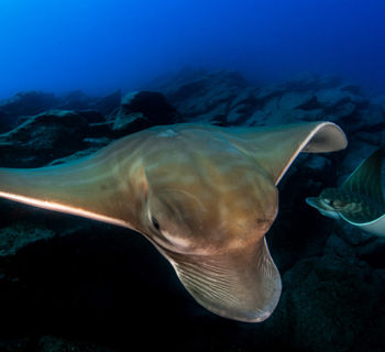 Nueva cita con el jazz y la fotografía de la naturaleza esta semana en Santa Cruz