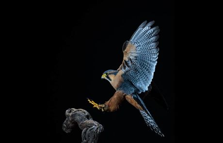 Encuentros en el M/A/L 2026 muestra la visión fotográfica de Jesús Rodríguez Falcón