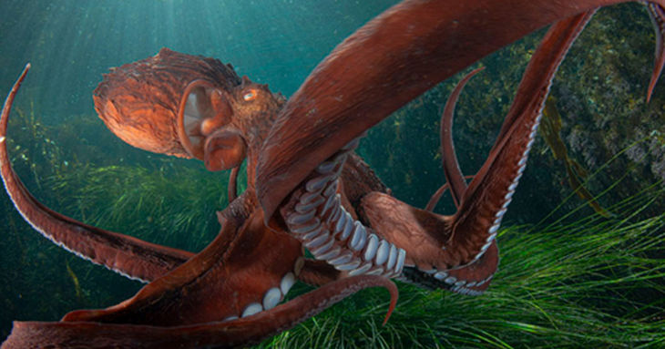 Cine, océano y conciencia ambiental en Cimasub 2026 tenerife abril