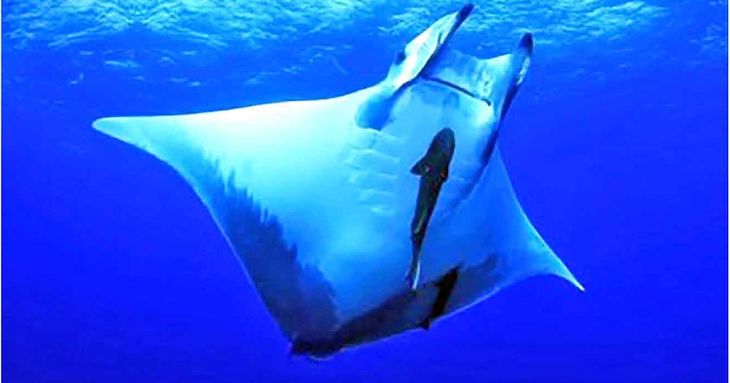La biodiversidad de las mantas y rayas diablo de Canarias muna tenerife 2026