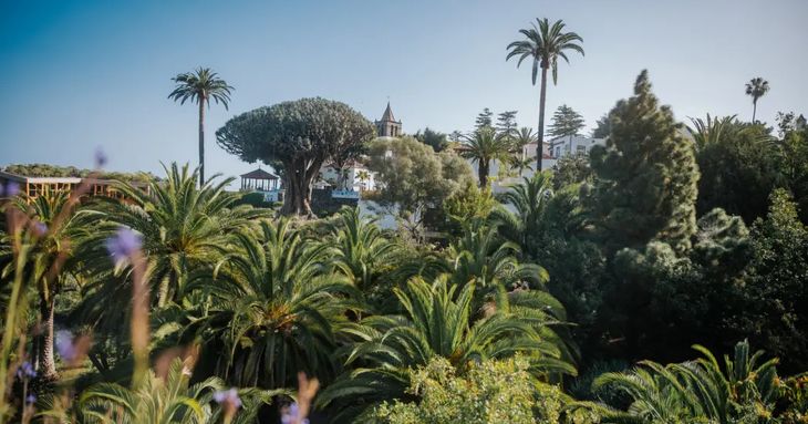 Últimos días para participar en el concurso de fotografía Parque del Drago de Icod de los Vinos FICMEC 2026