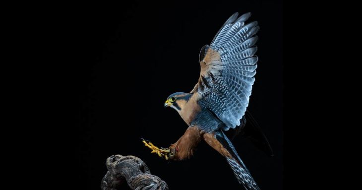 Encuentros en el M/A/L 2026 muestra la visión fotográfica de Jesús Rodríguez Falcón tenerife cultura