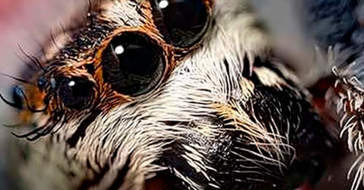 Acércate a la macrofotografía en Santa Cruz de Tenerife 2026 curso