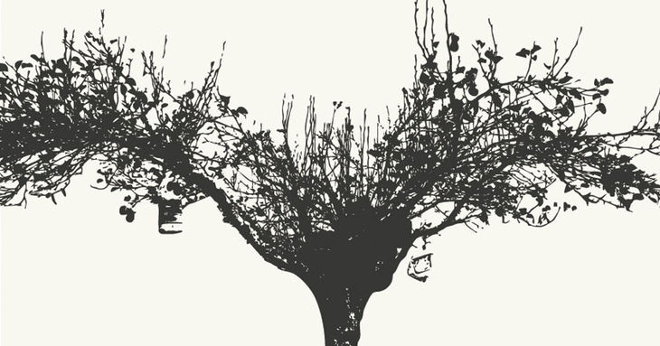 Sabiduría ancestral sobre el medio ambiente en el municipio de La Laguna tenerife diciembre 2025