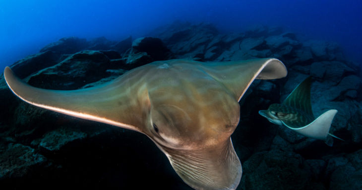 Nueva cita con el jazz y la fotografía de la naturaleza esta senama en Santa Cruz de Tenerife noviembre 2025
