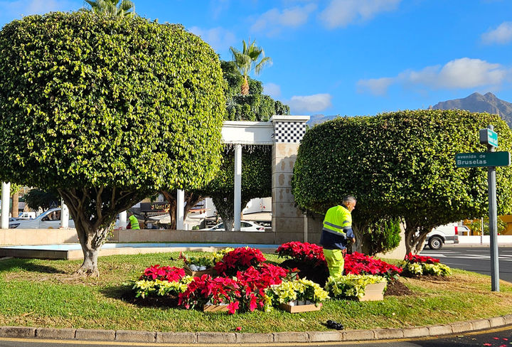 flores de pascua adeje