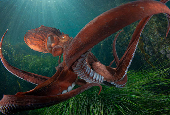 Cine, océano y conciencia ambiental en Cimasub 2026 tenerife