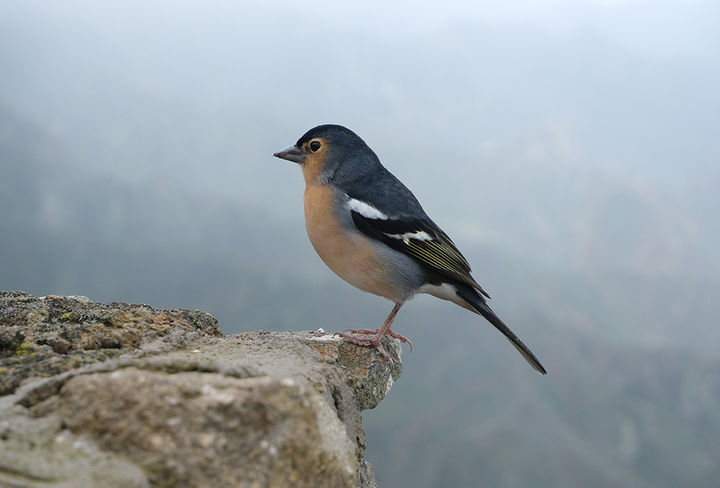 Morgane ILIN el pinzon azul foto ganadora descubre anaga festiva taganana 2026