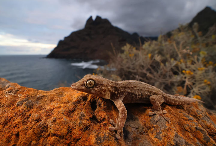 entre-escamas-descubre-anaga-fotografía
