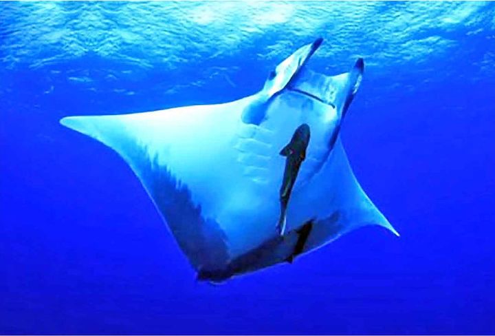manta tenerife muna 2026