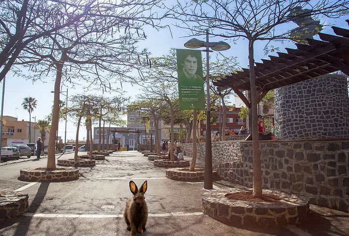 bienestar animal adeje plaza pedro zerolo