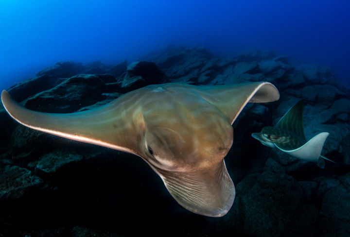 Jesús Yeray Delgado Dorta el-pulso-del-oceano