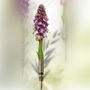 FlorAguere 2026