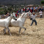 Fiestas El Palmar 2026 - Buenavista del Norte