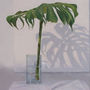'The not so still life II'