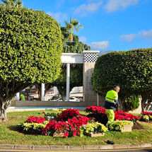 El Ayuntamiento cubre Adeje con colores de navidad plantando más de 15 mil flores de pascua tenerife diciembre 2025