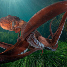 Cine, océano y conciencia ambiental en Cimasub 2026 tenerife abril