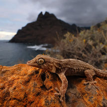 El VII Festival Taganana abre convocatoria para 'Descubre Anaga' 2026 tenerife fotografía