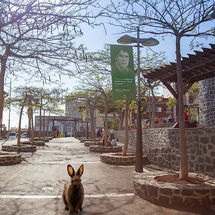 Jornadas de Bienestar Animal de Adeje tenerife enero 2026