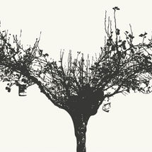 Sabiduría ancestral sobre el medio ambiente en el municipio de La Laguna tenerife diciembre 2025