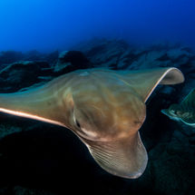 Nueva cita con el jazz y la fotografía de la naturaleza esta senama en Santa Cruz de Tenerife noviembre 2025