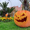 Halloween El Sauzal 2026